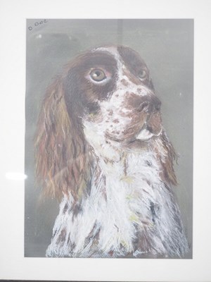 Lot 37 - Debbie Doe - 'LUCKY' - portrait of springer...